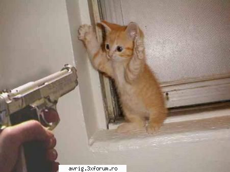 am o sugestie pentru forumul vostru.eu sunt la un forum.cel mai bun din vestul tarii.se numeste: