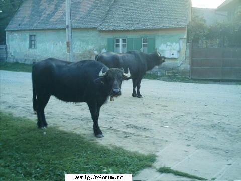 avrigul din afara hohohohoho )))))))))) fost gradina zologica acuma cateva zile vazut bivole albe