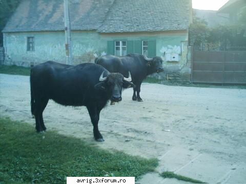 avrigul din afara bivole din avrig
